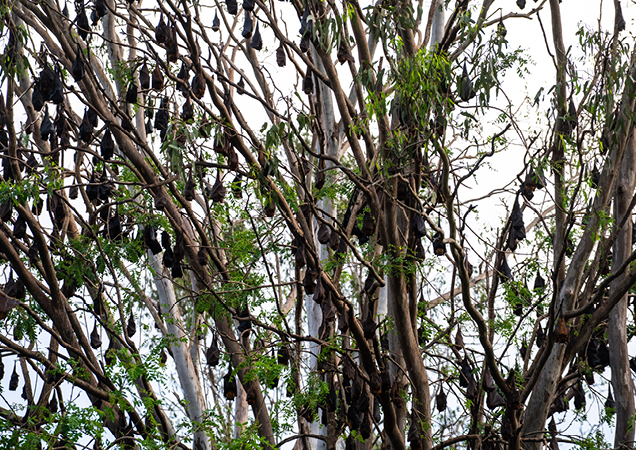 Many bats in a tree.